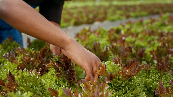 Salades plantées